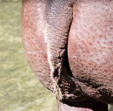 Tail hippopotamus in the zoo as a backgroundの写真素材