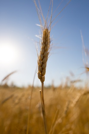 Yellow ears of wheat against the blue sky .の写真素材