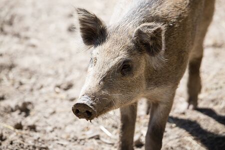 A young wild boar lives in the zooの写真素材