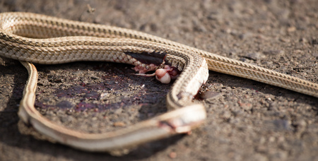 Auto crippled a snake on the road .の写真素材