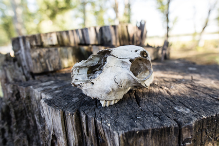 Skull of the beast in the open air .の写真素材