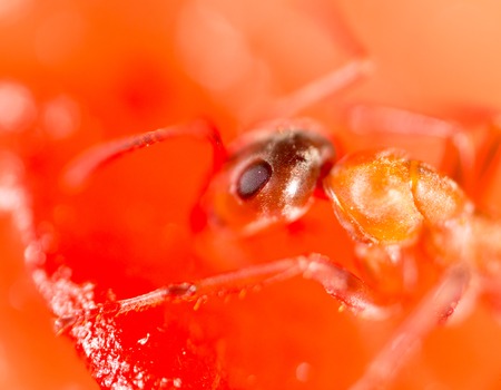 An ant on a red watermelon. macroの写真素材