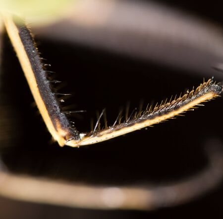 Hair on the clutches of a dragonfly. macroの写真素材