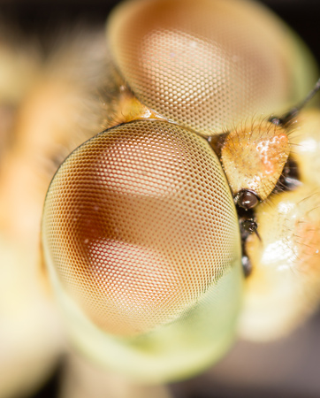 Big eyes on the head of a dragonfly. macroの写真素材