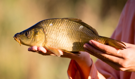 Carp in the fisherman's hand at sunset .の写真素材