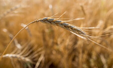 Yellow ears of wheat in a field in nature .の写真素材