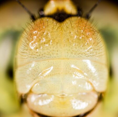 Nose on the head of a dragonfly. macro