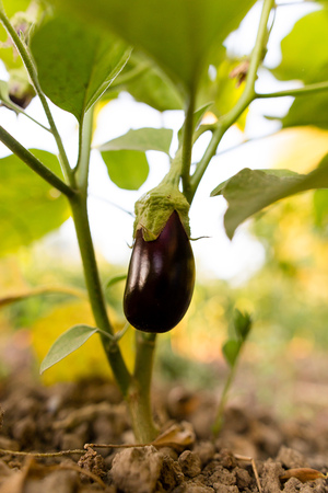 Eggplant on a bush in the garden .の写真素材