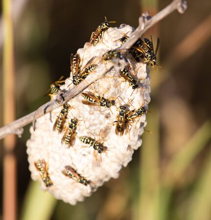 Wasps on the aspen in the wild .の写真素材