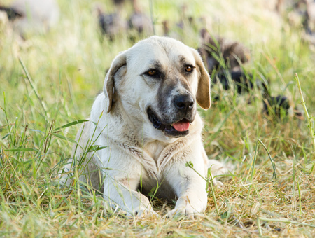 Portrait of a dog in the grass outdoors .
