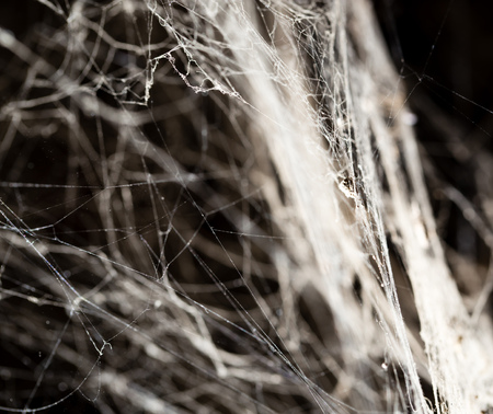 Spider web on the ceiling as a background .の写真素材
