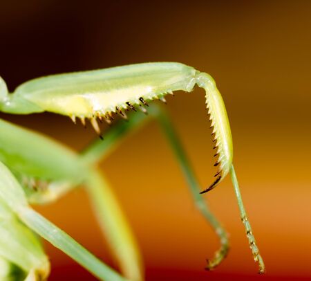 The paw of a green mantis in nature. macro
