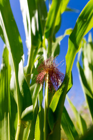 Young green corn leaves in the nature .