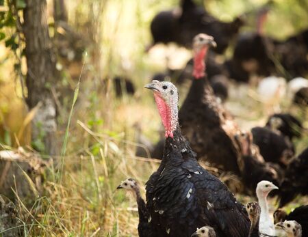 A young turkey on a farm in natureの写真素材