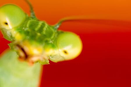 Portrait of a green mantis in nature .の写真素材