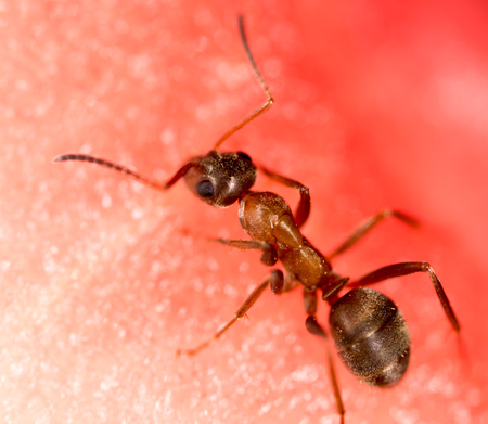 An ant on a red watermelon. macroの写真素材