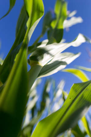 Young green corn leaves in the nature .の写真素材