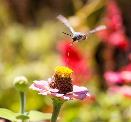 Butterfly in flight gathers nectar from flowers .の写真素材
