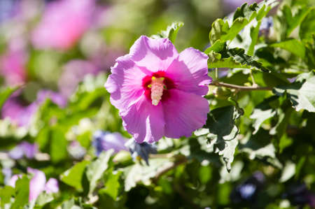 Purple flower in a park in natureの写真素材