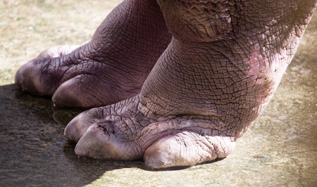 Foot hippopotamus on concrete in the zooの写真素材