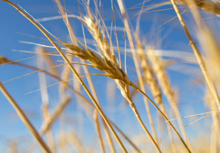 Yellow ears of wheat against the blue sky .の写真素材