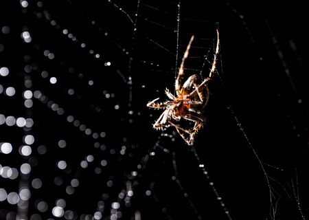 The spider sits on a web on the hunt .の写真素材