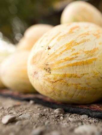 Yellow melons are sold on the road .の写真素材