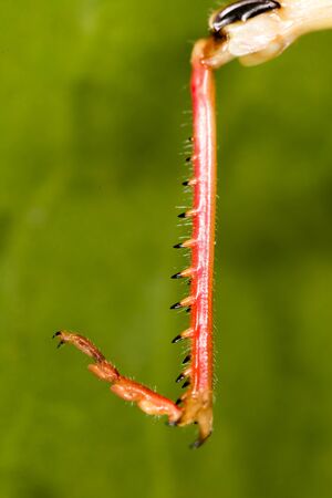 The grasshopper's paw on the nature. macro