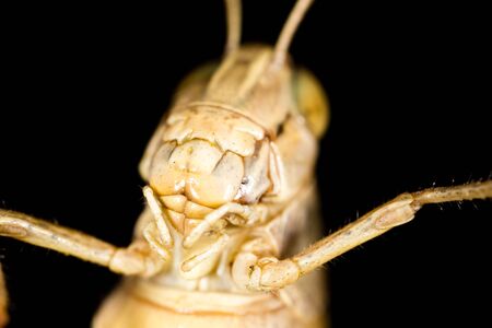 A portrait of a grasshopper in nature. macroの写真素材