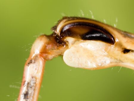 The grasshopper's paw on the nature. macro