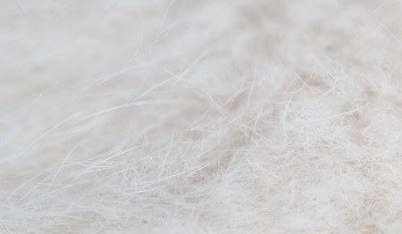 The wool of a small kitten as a background. macroの写真素材