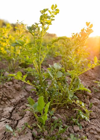 Potato bushes in the garden at sunset .の写真素材