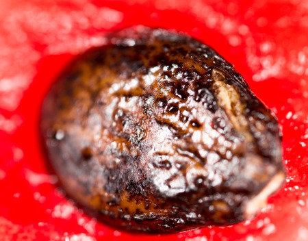 Seeds on a red watermelon. Super macroの写真素材