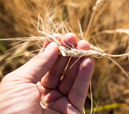 Yellow ears of wheat in hand in nature .の写真素材