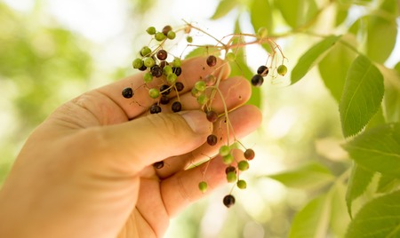 Berries on a tree in a hand in the nature .の写真素材