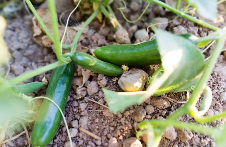 Green cucumber on a plant in the garden .