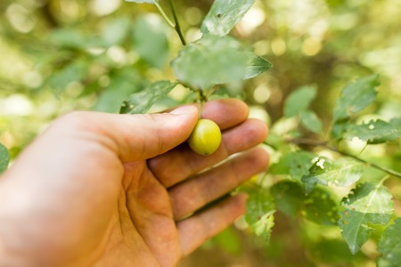 Berries on a tree in a hand in the nature .の写真素材