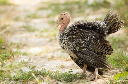 A young turkey on a farm in natureの写真素材