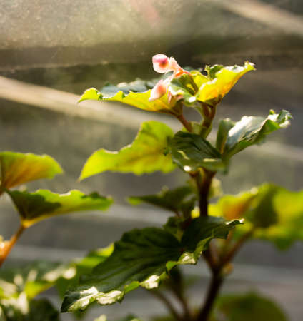 Leaves of a house plant on a window .の写真素材