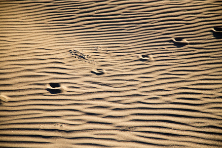 Traces of the beast on the sand in the desert .
