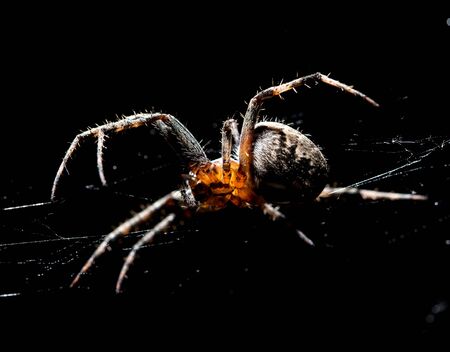 The spider sits on a web on the hunt .の写真素材