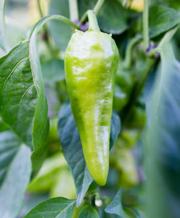 Green pepper on the plant in the garden .