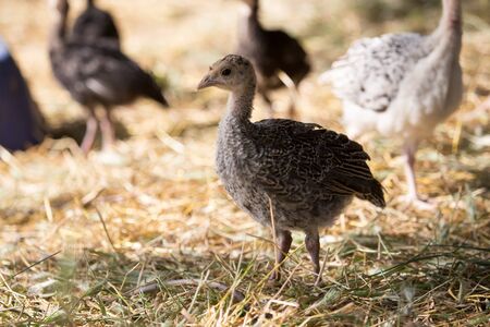 A young turkey on a farm in natureの写真素材