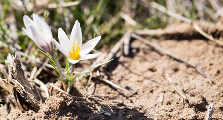 Beautiful snowdrop flower on nature in spring .の写真素材