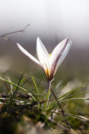 Beautiful snowdrop flower on nature in spring .の写真素材