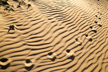 Traces of the beast on the sand in the desert .の写真素材