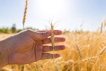 Yellow ears of wheat in hand in nature .の写真素材