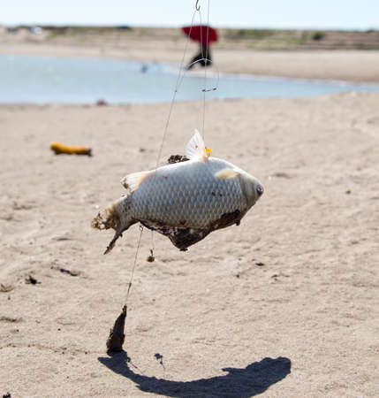The fisherman caught the fish on a fishing pole .の写真素材