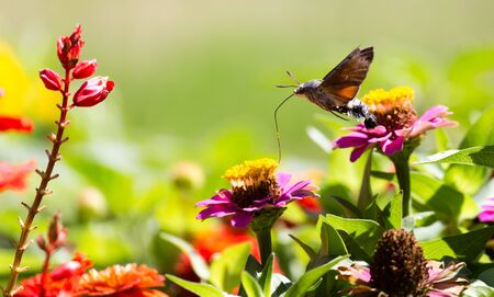 Butterfly in flight gathers nectar from flowers .の写真素材