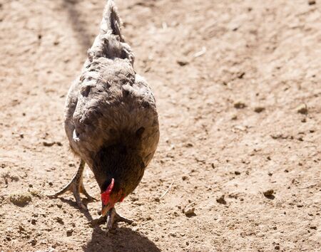 Chicken for a walk on the farmの写真素材